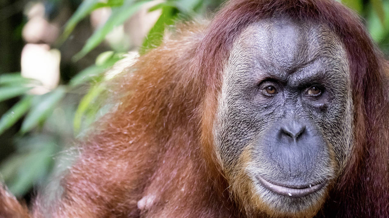 Orang-oetan in Gunung Leuser National Park
