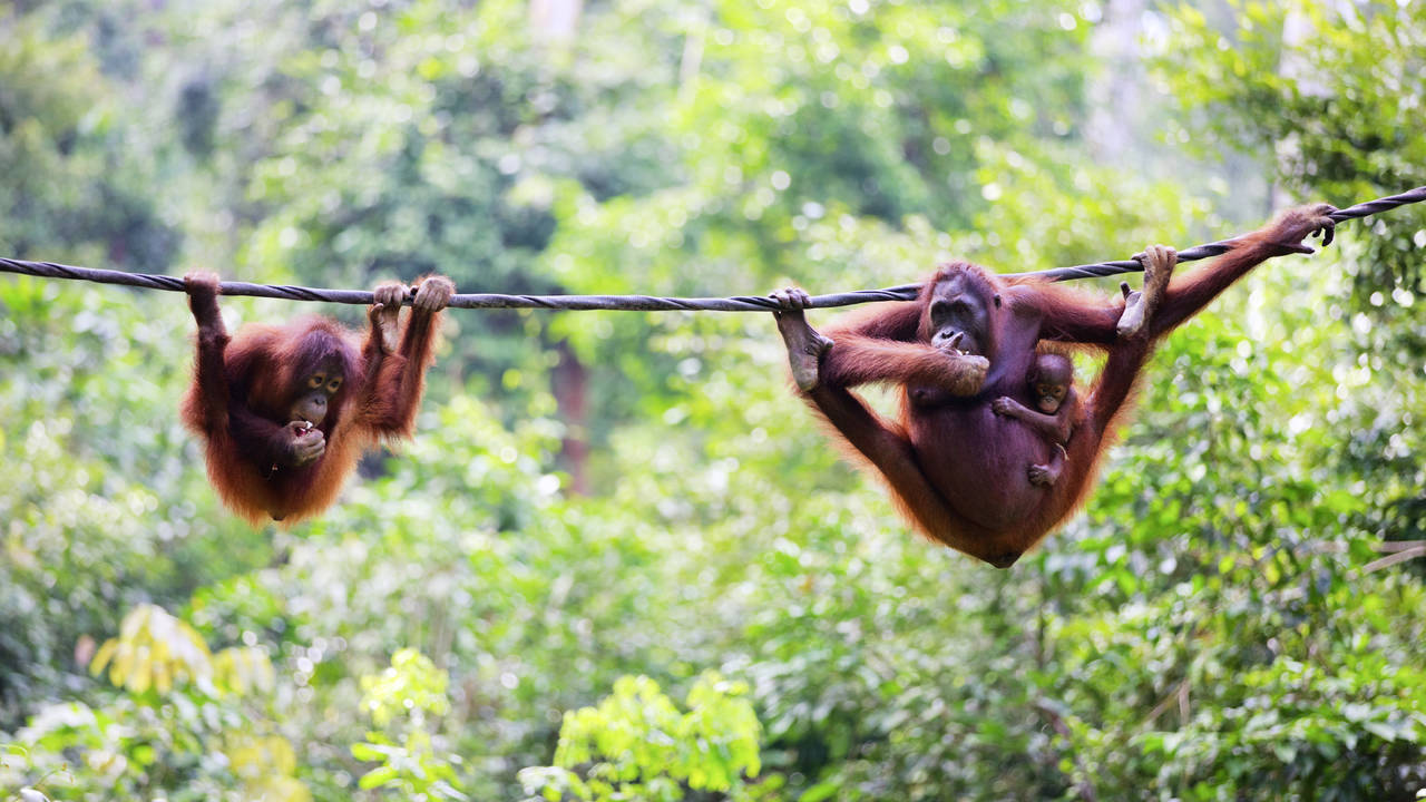 Orang-oetans, Sepilok, Borneo
