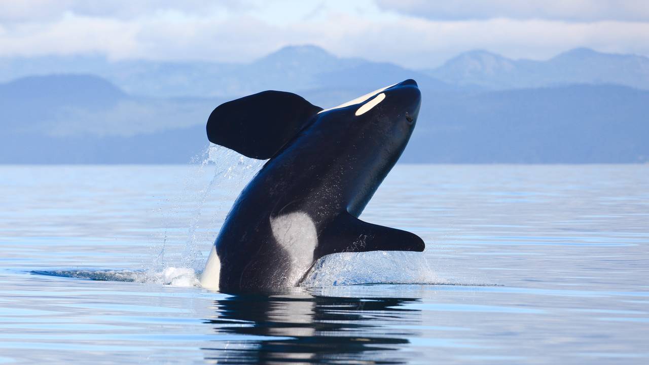 Orka bij Vancouver Island