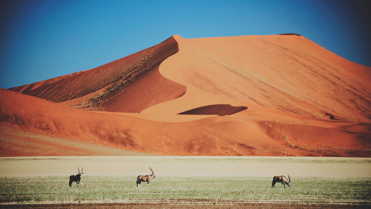 Oryx, Namib Naukluft National Park