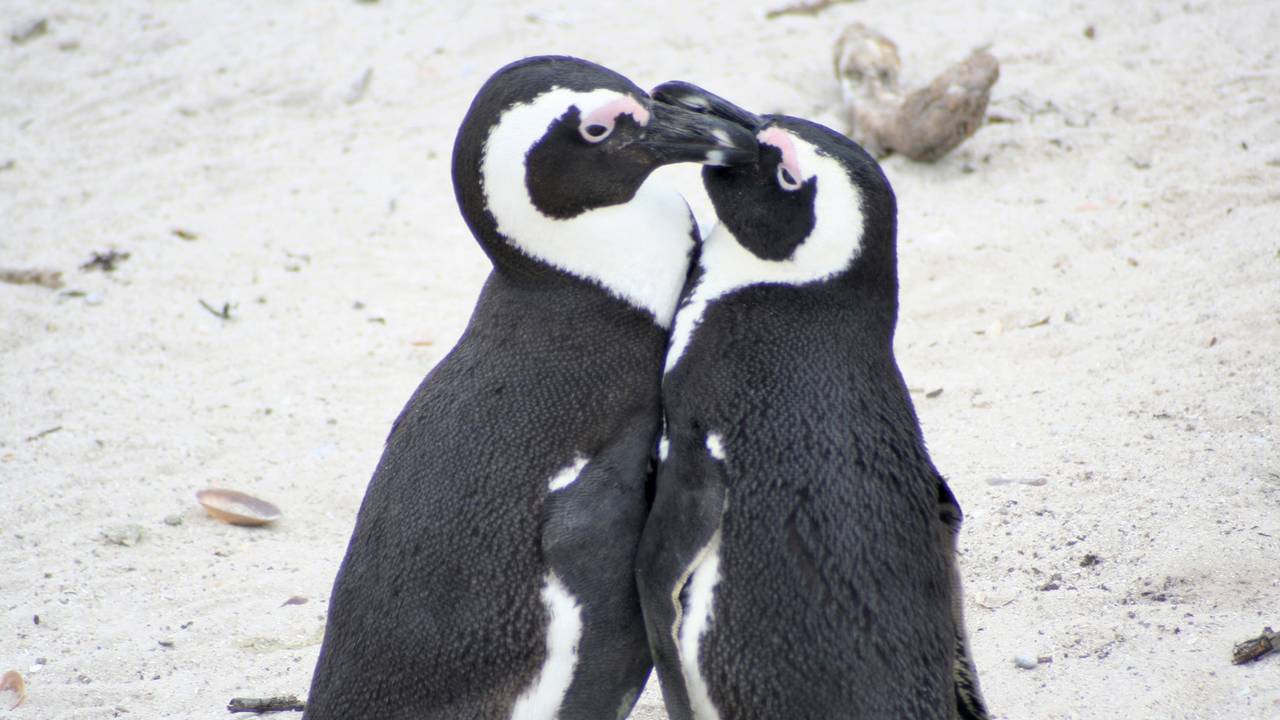 Pinguïns in Kaapstad