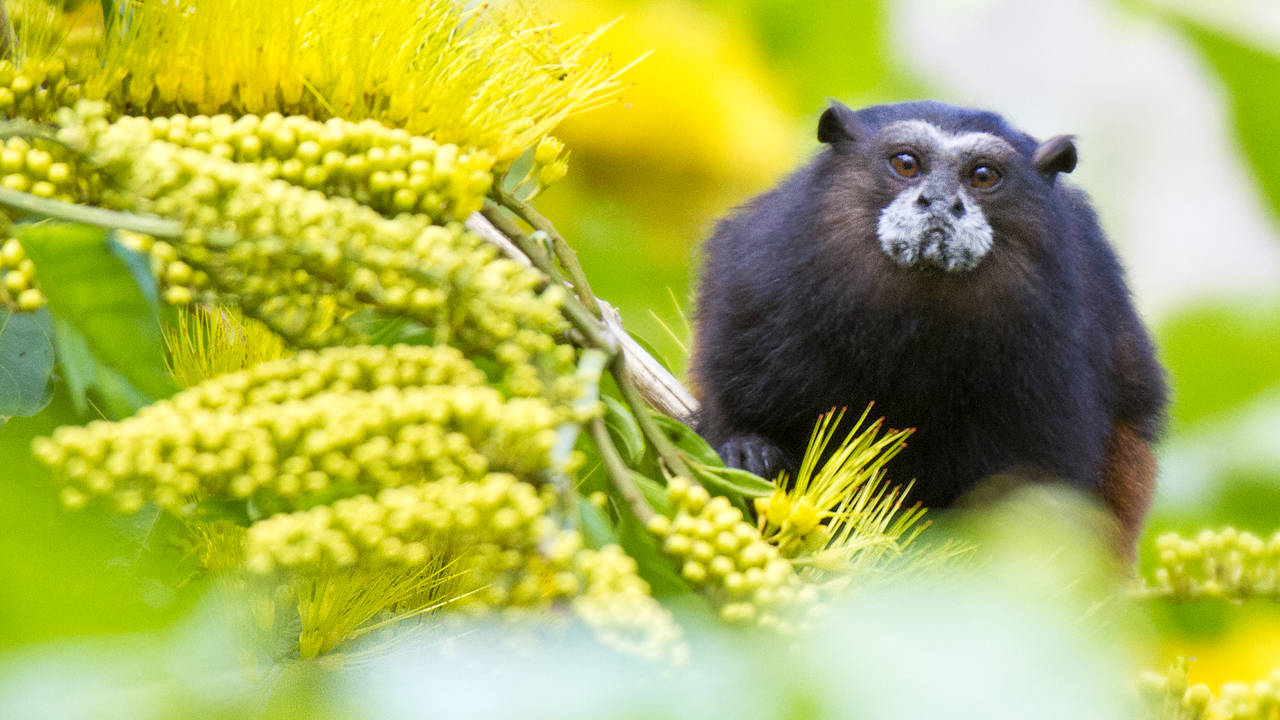 Tamarinaapje in de Amazone