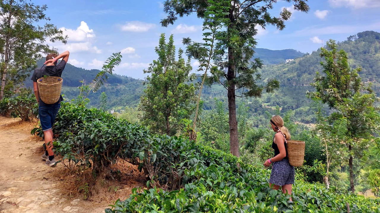 Theeplukken in Sri Lanka