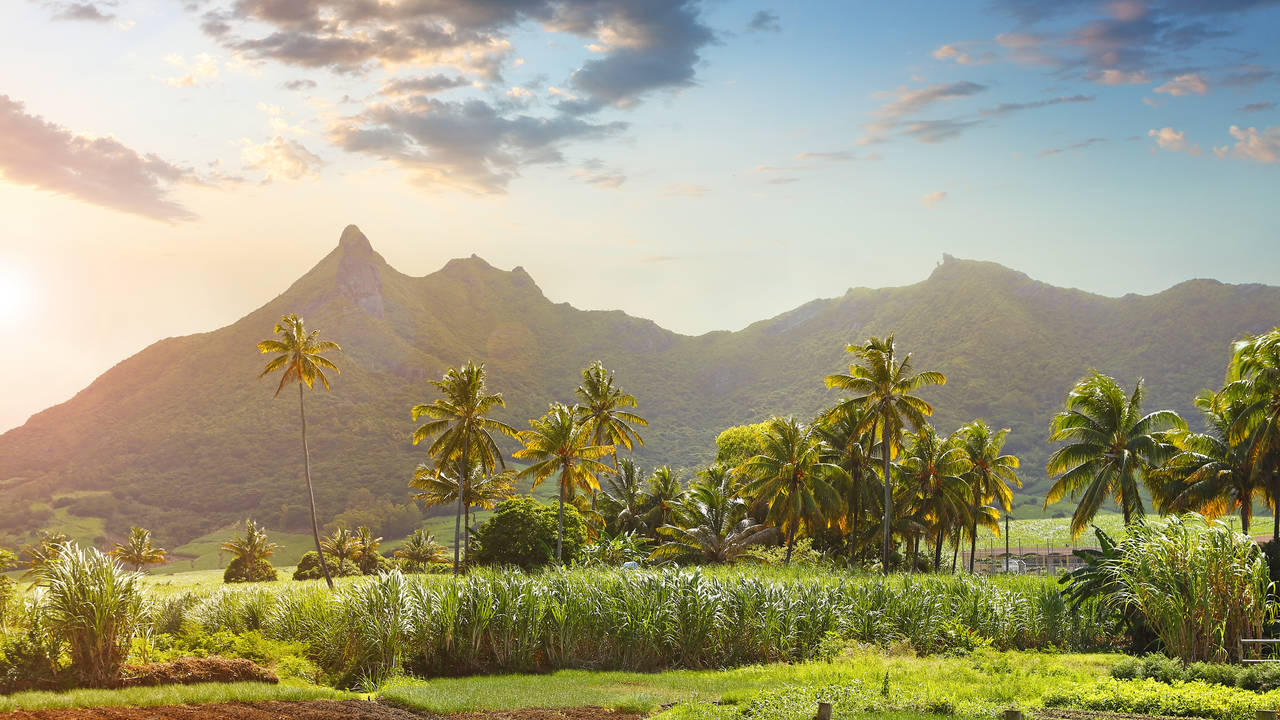 Suikervelden op Mauritius