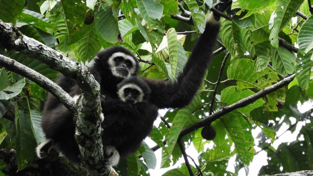 Aapjes in Khao Yai National Park