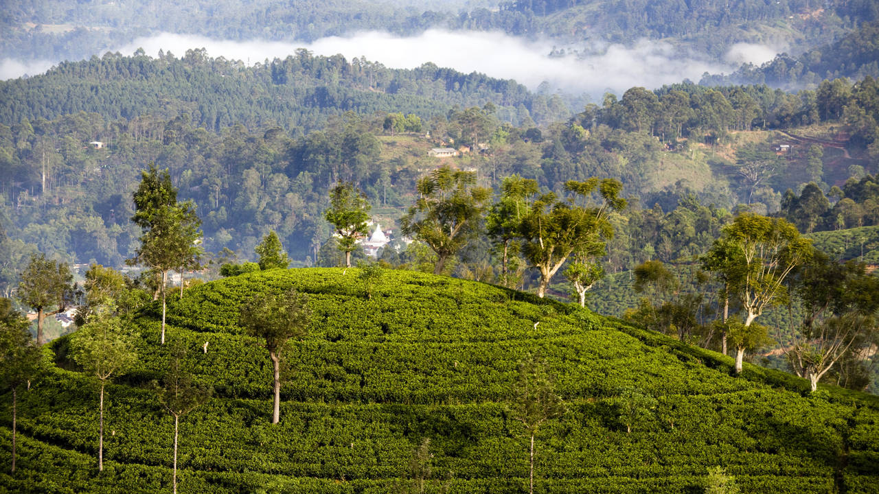 Theeplantage in Nuwara Eliya
