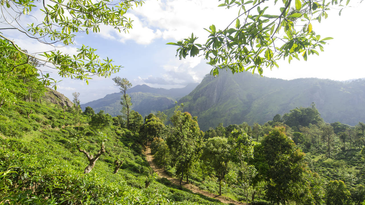 Theeplantages, Little Adam's Peak