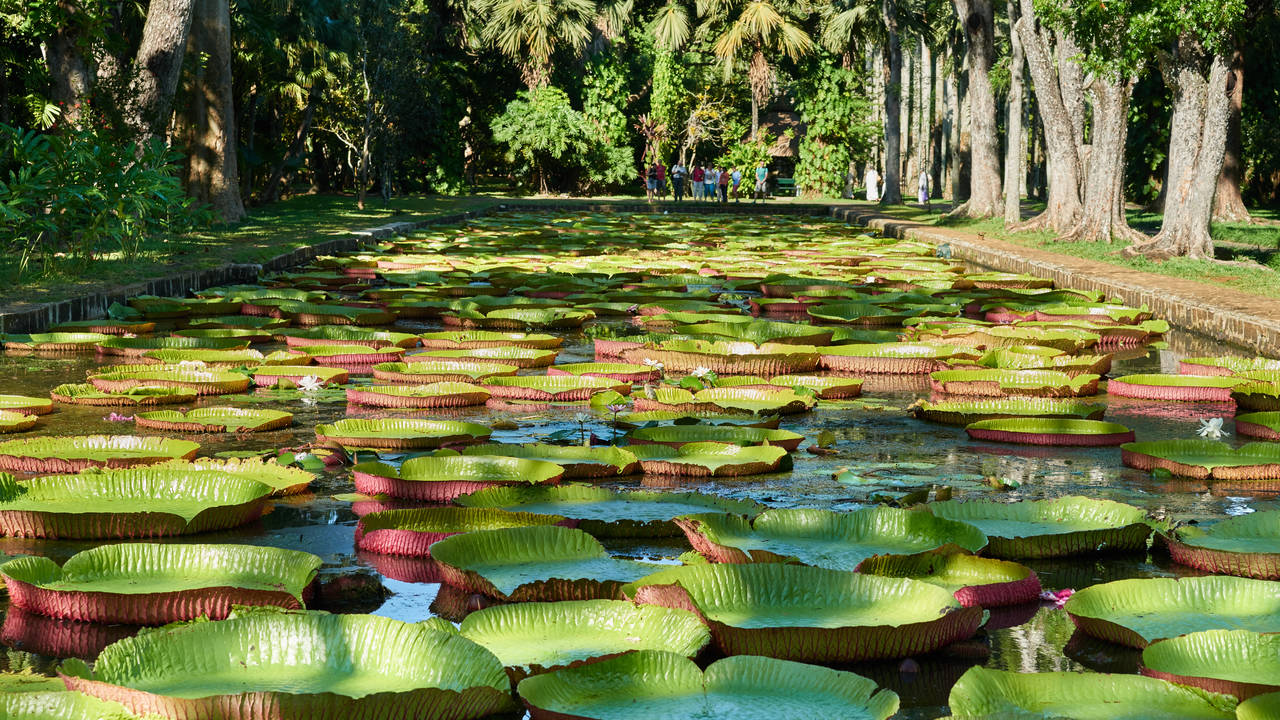 Botanische Tuin van Pamplemousses