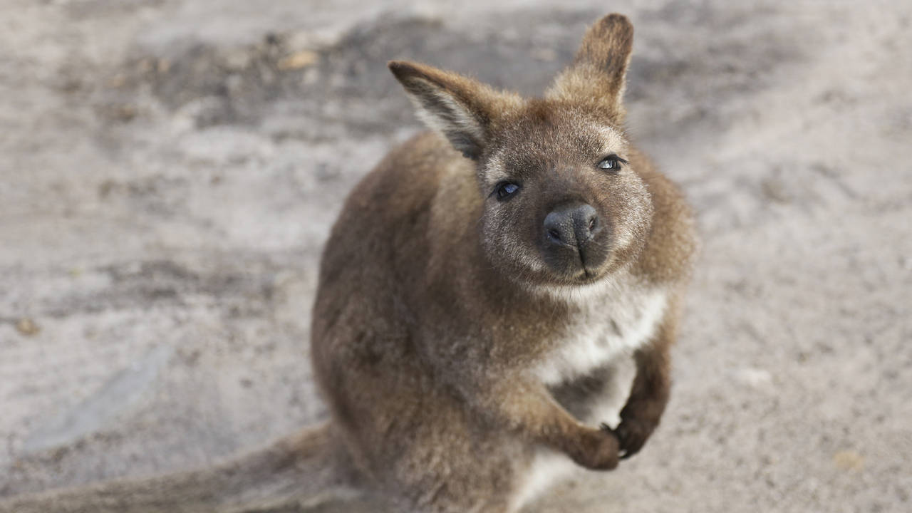 Wallaby, Coles Bay