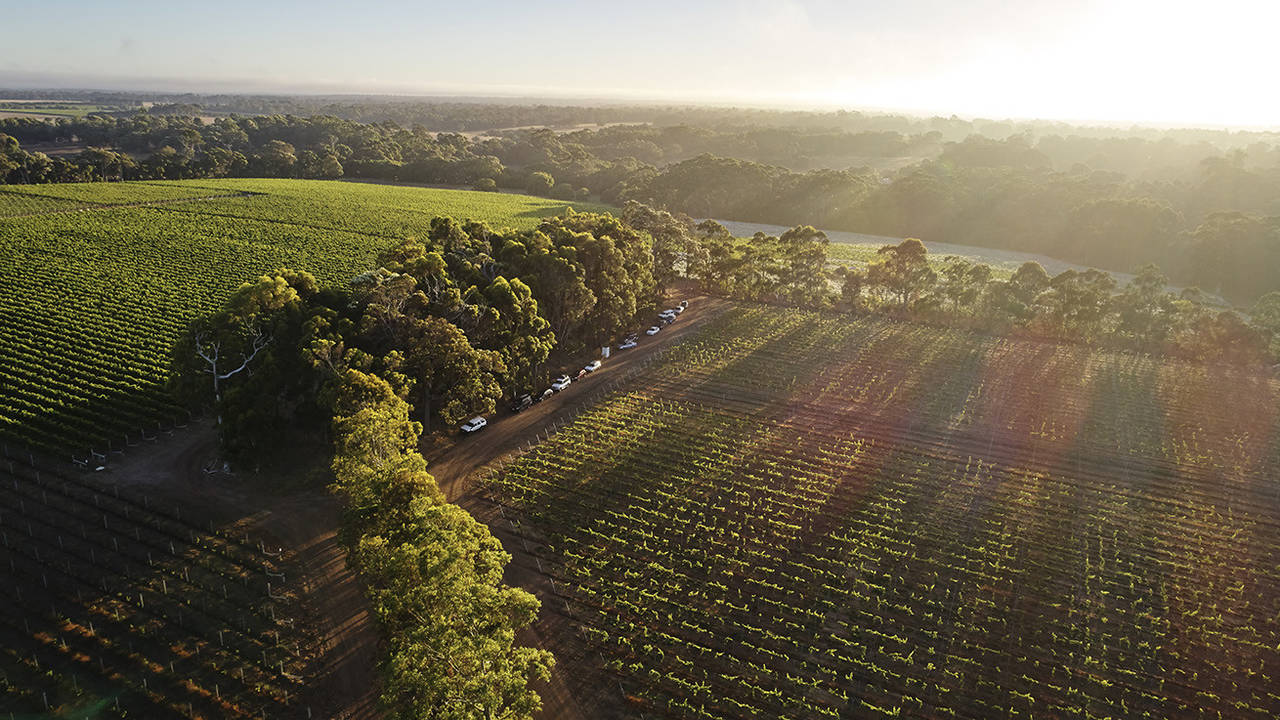 Wijngaard bij Margaret River