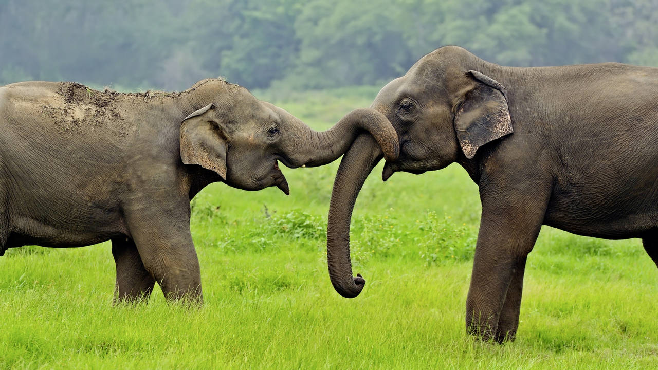 Olifanten in Yala National Park