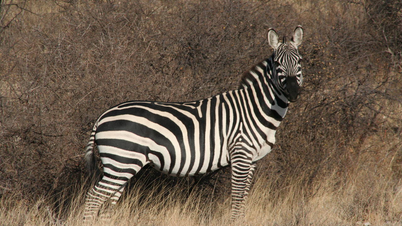 Zebra in Kenia