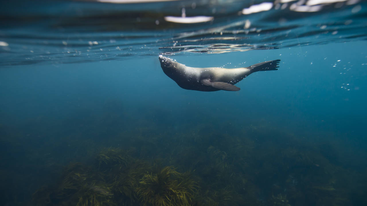 Zeehond, Wilsons Promontory