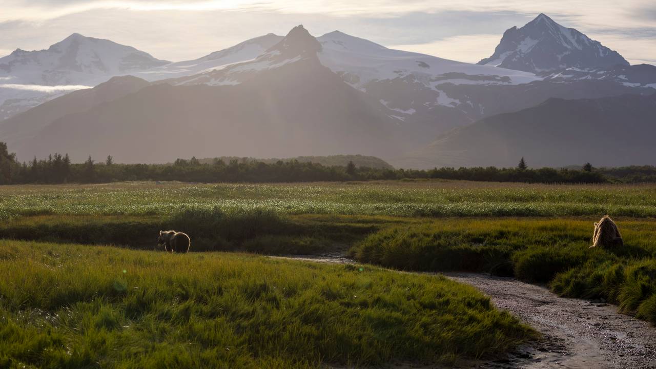 Beren in landschap van Katmai National Park