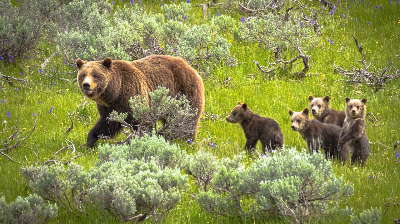 Bruine beren familie op pad in Grand Teton Nationaal Park