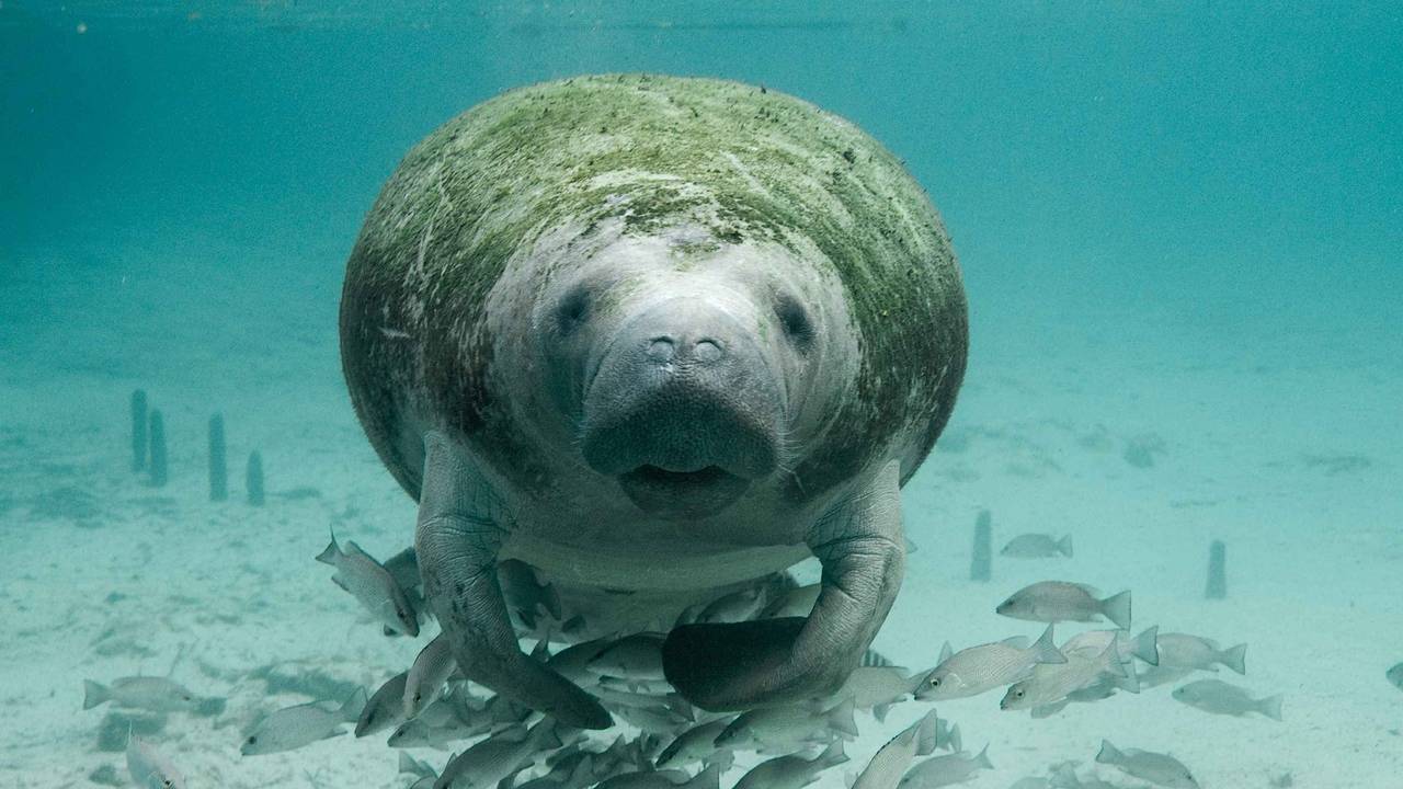 Manatee bij Crystal River