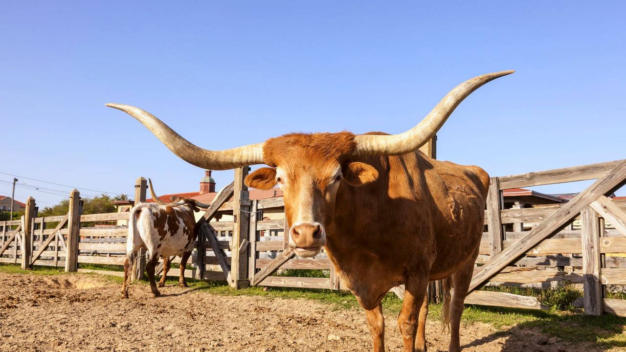 Longhorn in Fort Worth, Texas