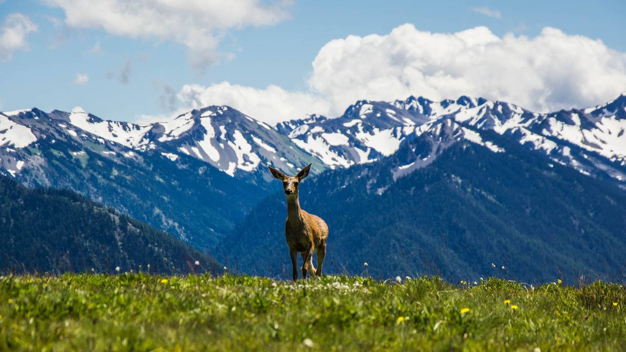 Olympic State National Park