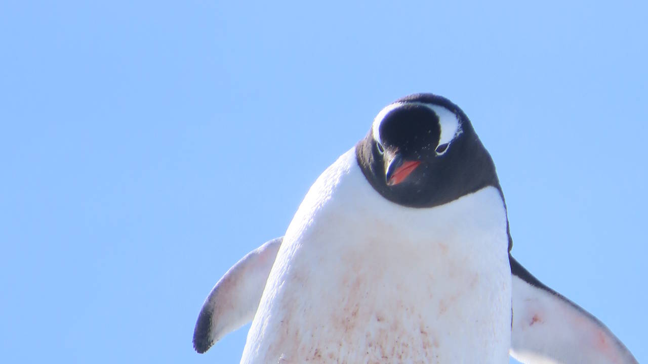 Pinguïn in Antarctica