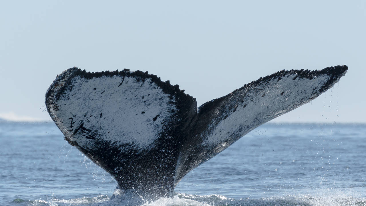 walvisstaart in Antarctica