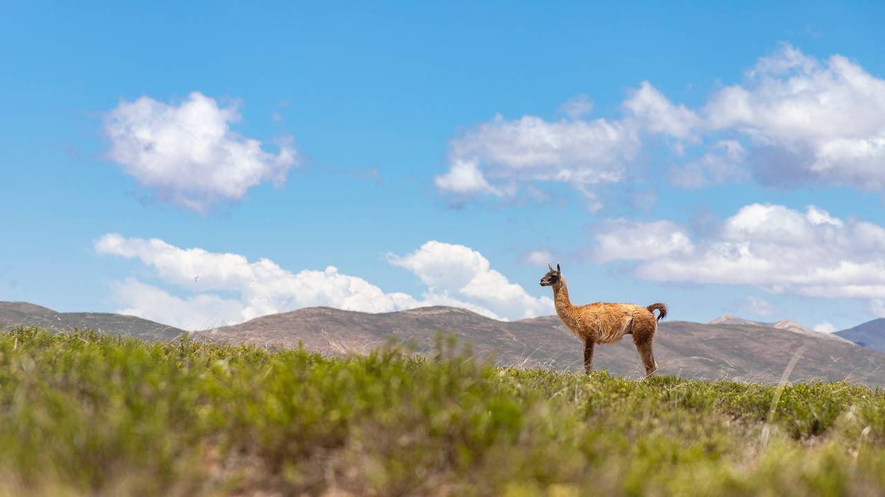 Alpaca in Cachi