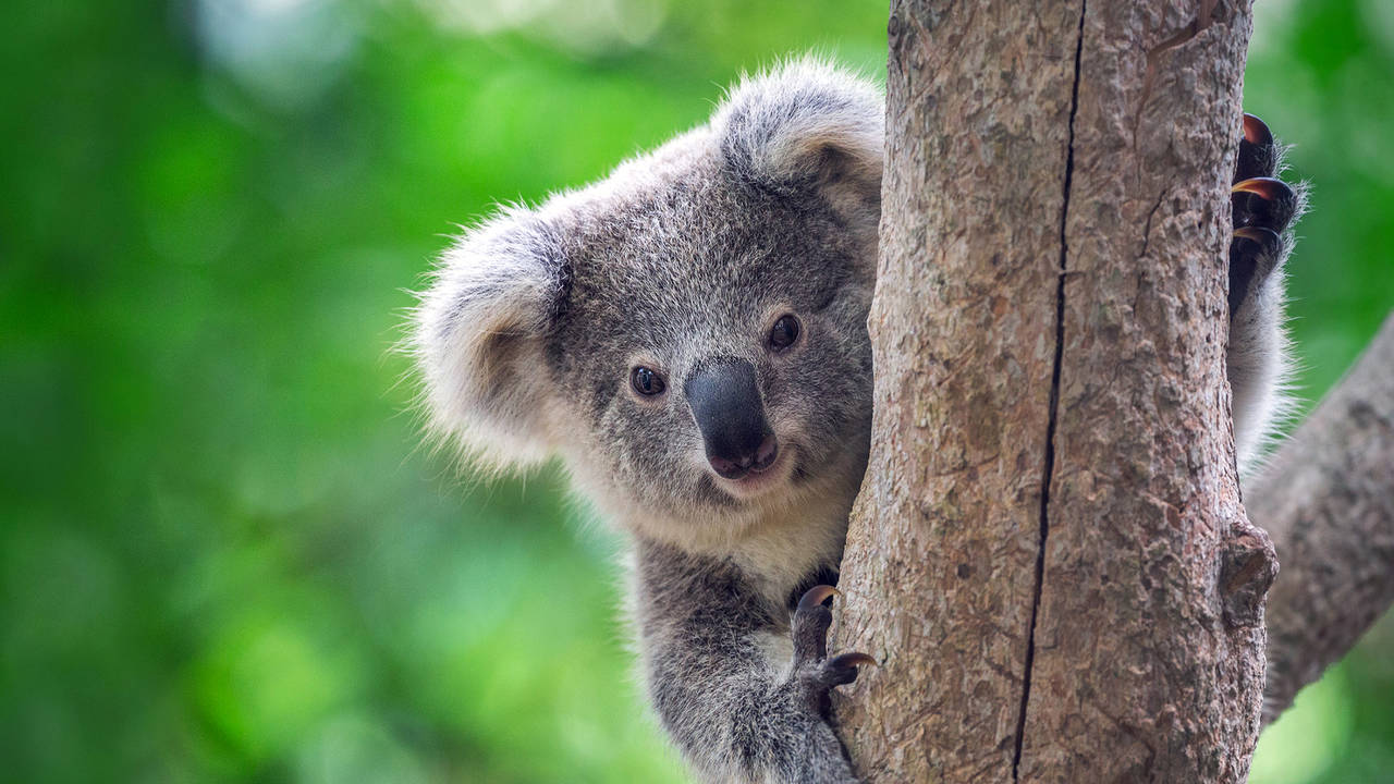 Koala in Australië