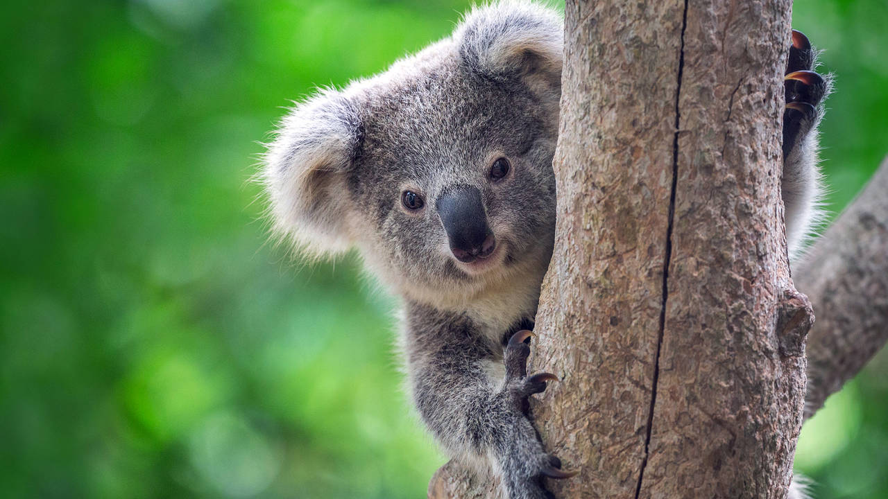 Koala in Australië