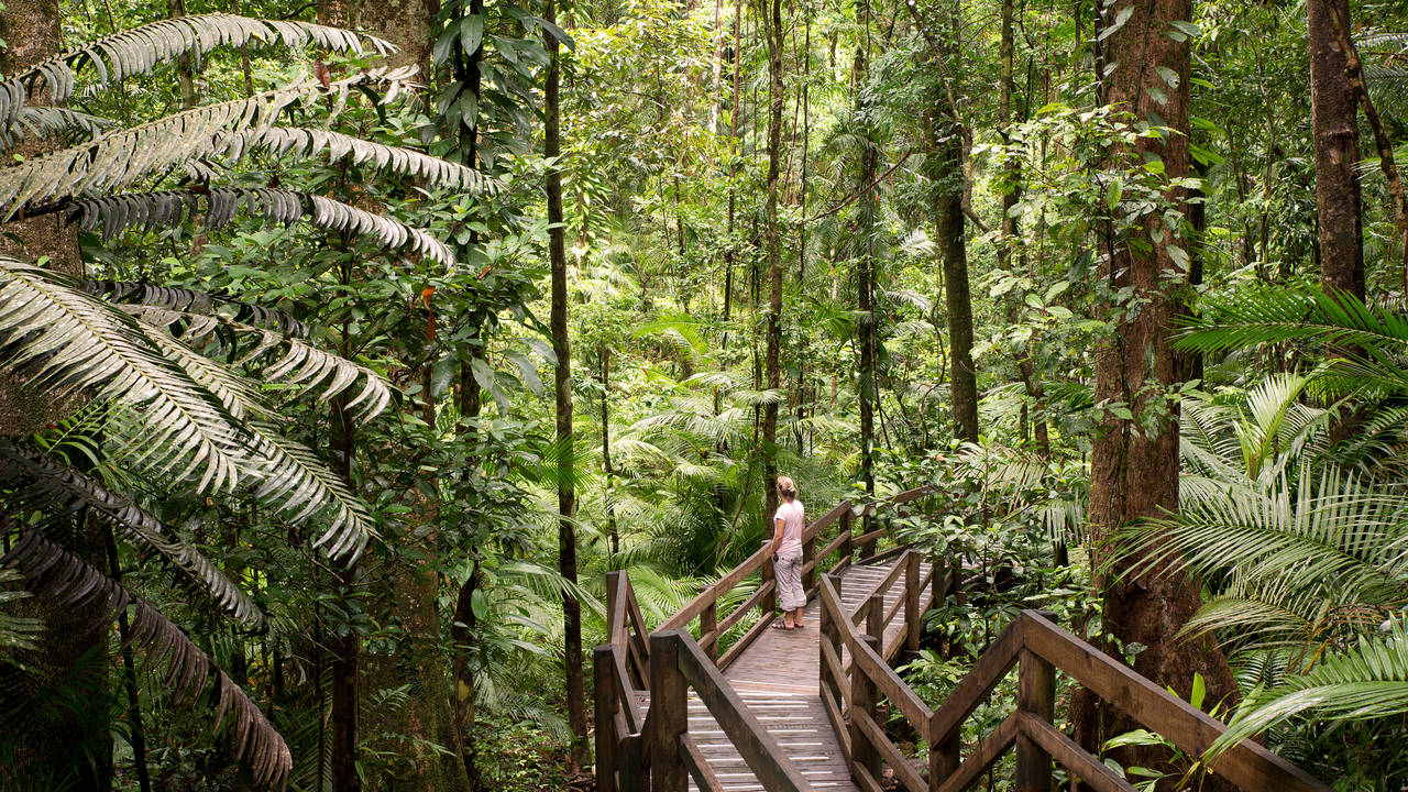 Wandelen in Daintree