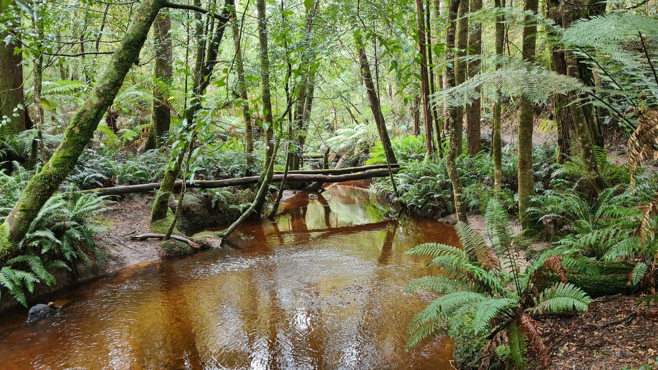 Regenwoud in Tasmanië