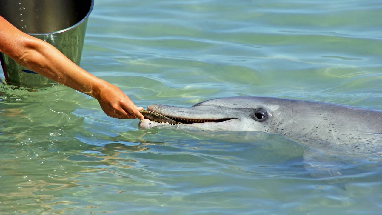 Dolfijn voeren in Monkey Mia