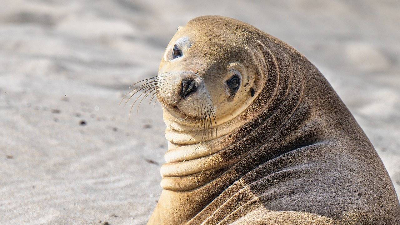 Zeeleeuw bij Kangaroo Island