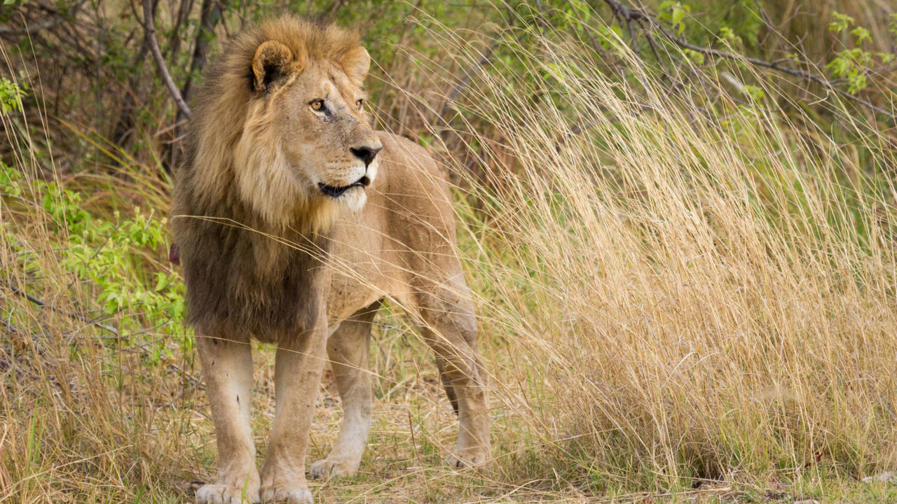 Leeuw in Moremi Game Reserve
