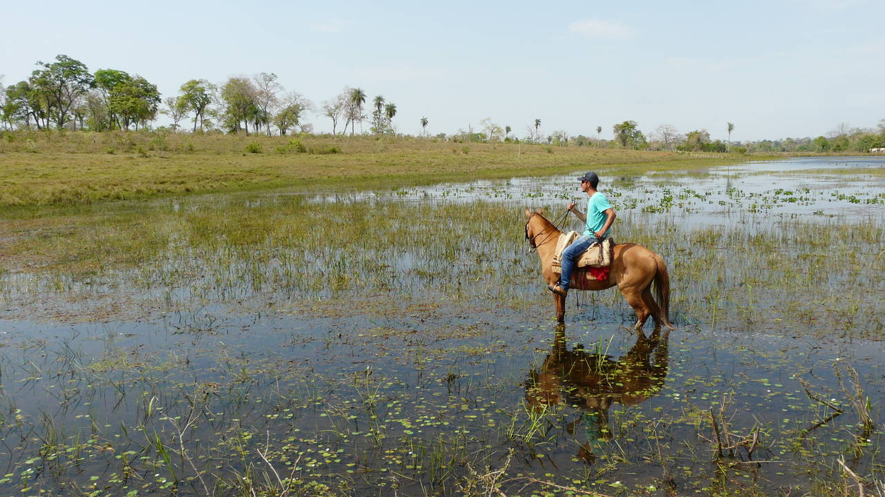 De Pantanal te paard verkennen