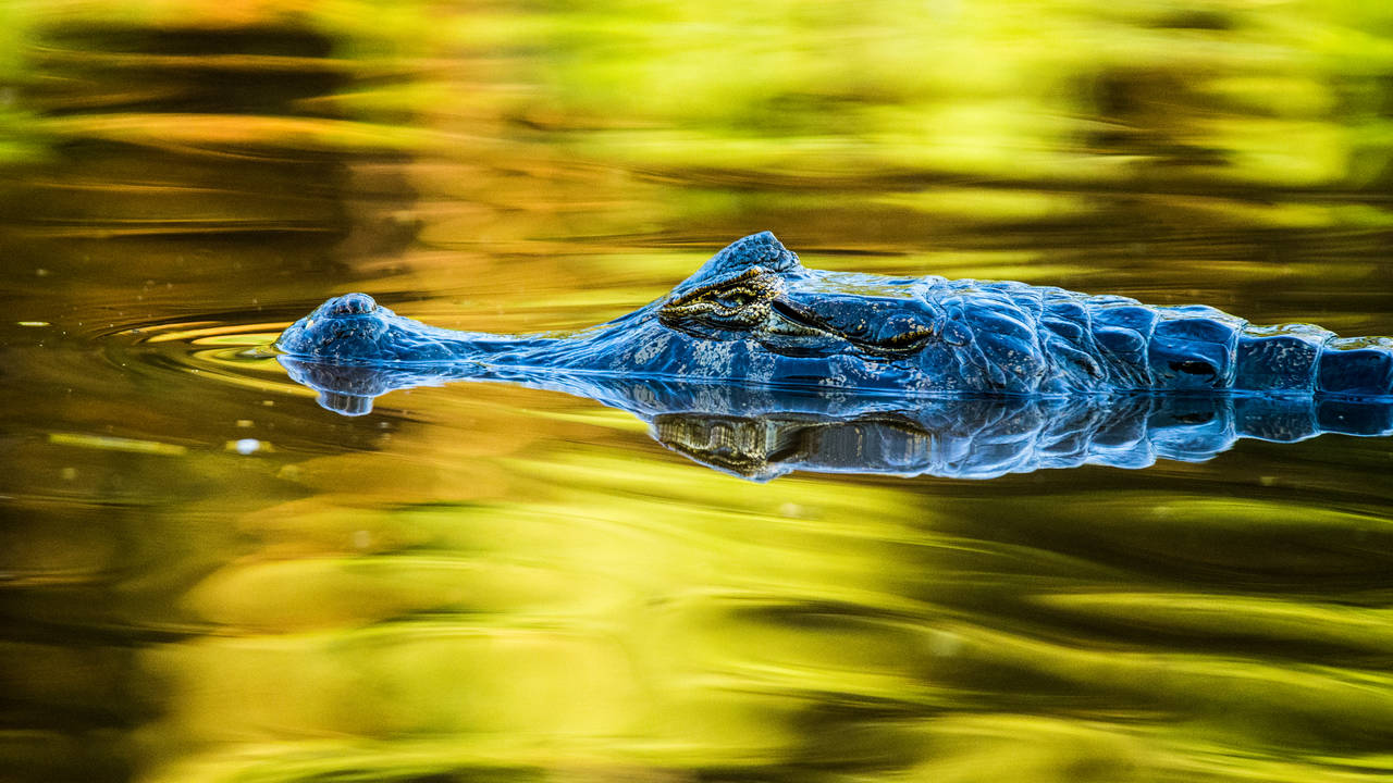 Alligator in de Pantanal