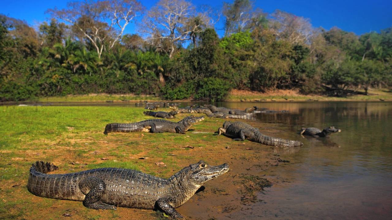 Kaaimannen in de Pantanal