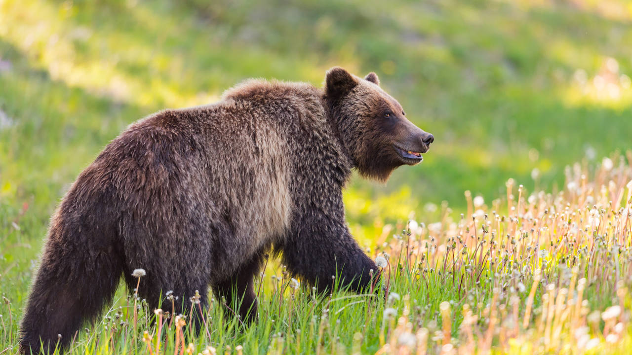 Beren spotten in Banff National Park
