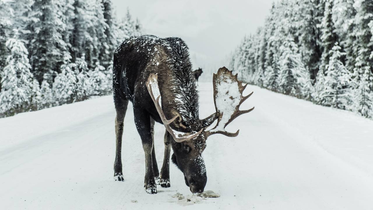Eland op de weg in Jasper National Park