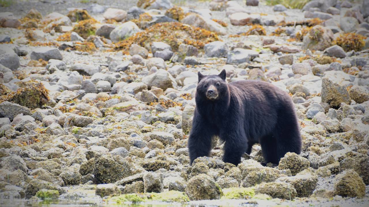 Zwarte beer in Tofino