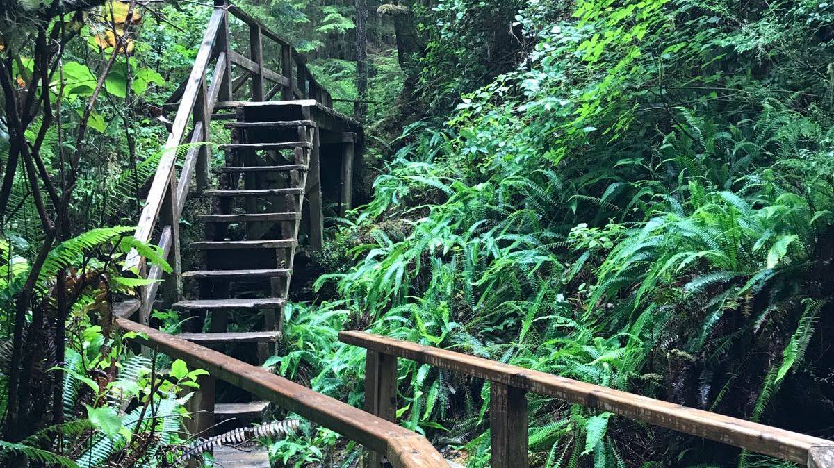Rainforest Trail Vancouver Island