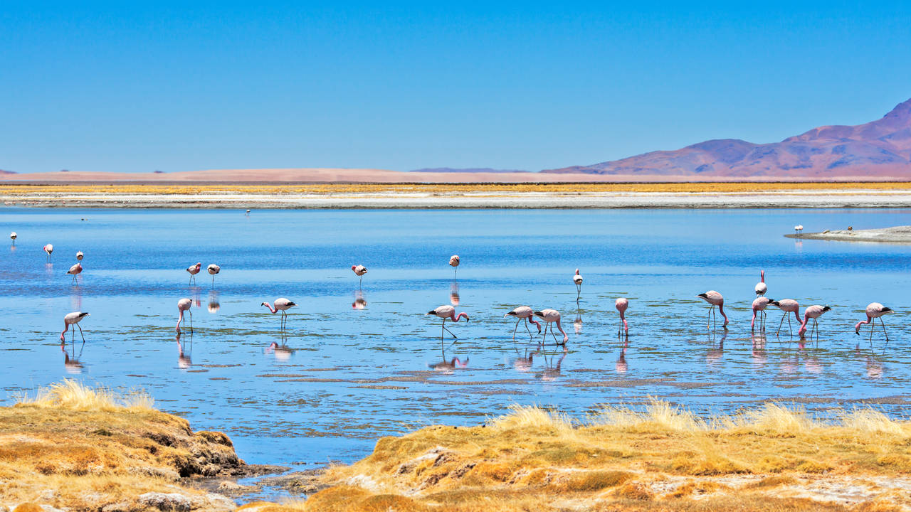 Flamingo's in Atacama
