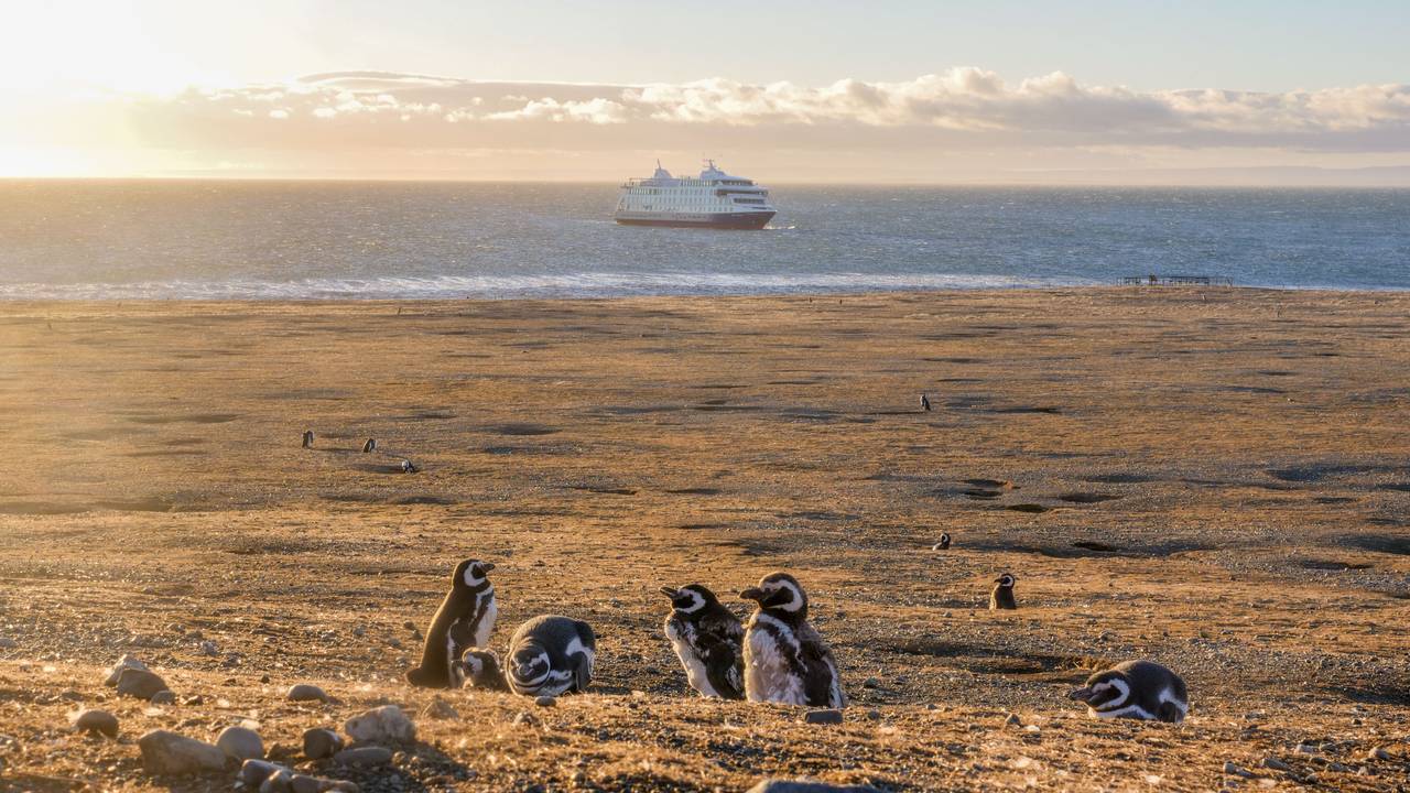 Pinguïns spotten op Magdalena Island
