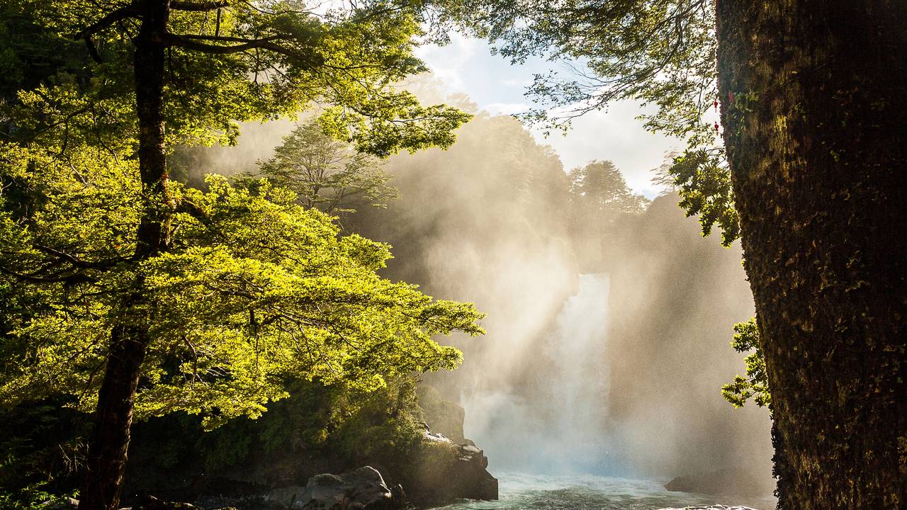 Sprookjesachtig bos in Huilo Huilo