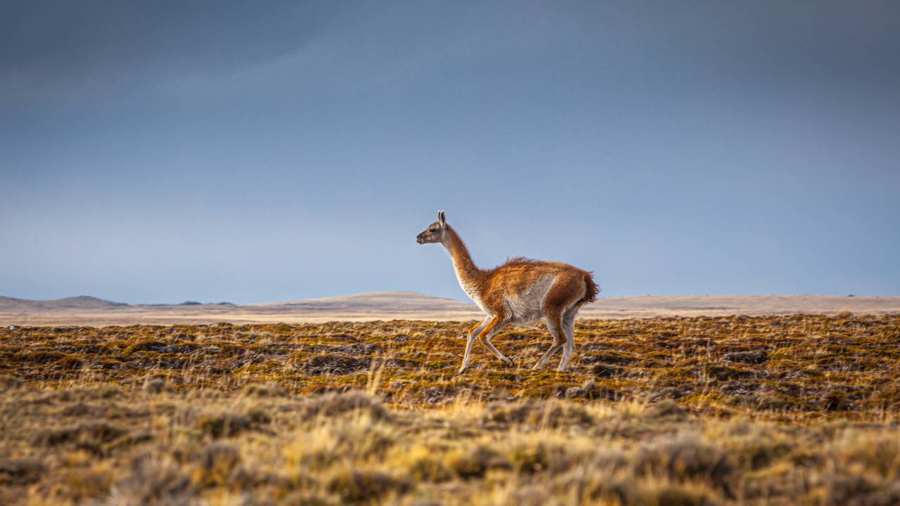 Guanaco in Patagonië