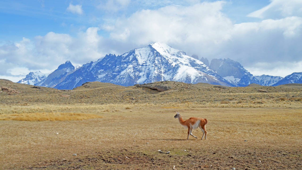 Guanaco in Torres del Paine