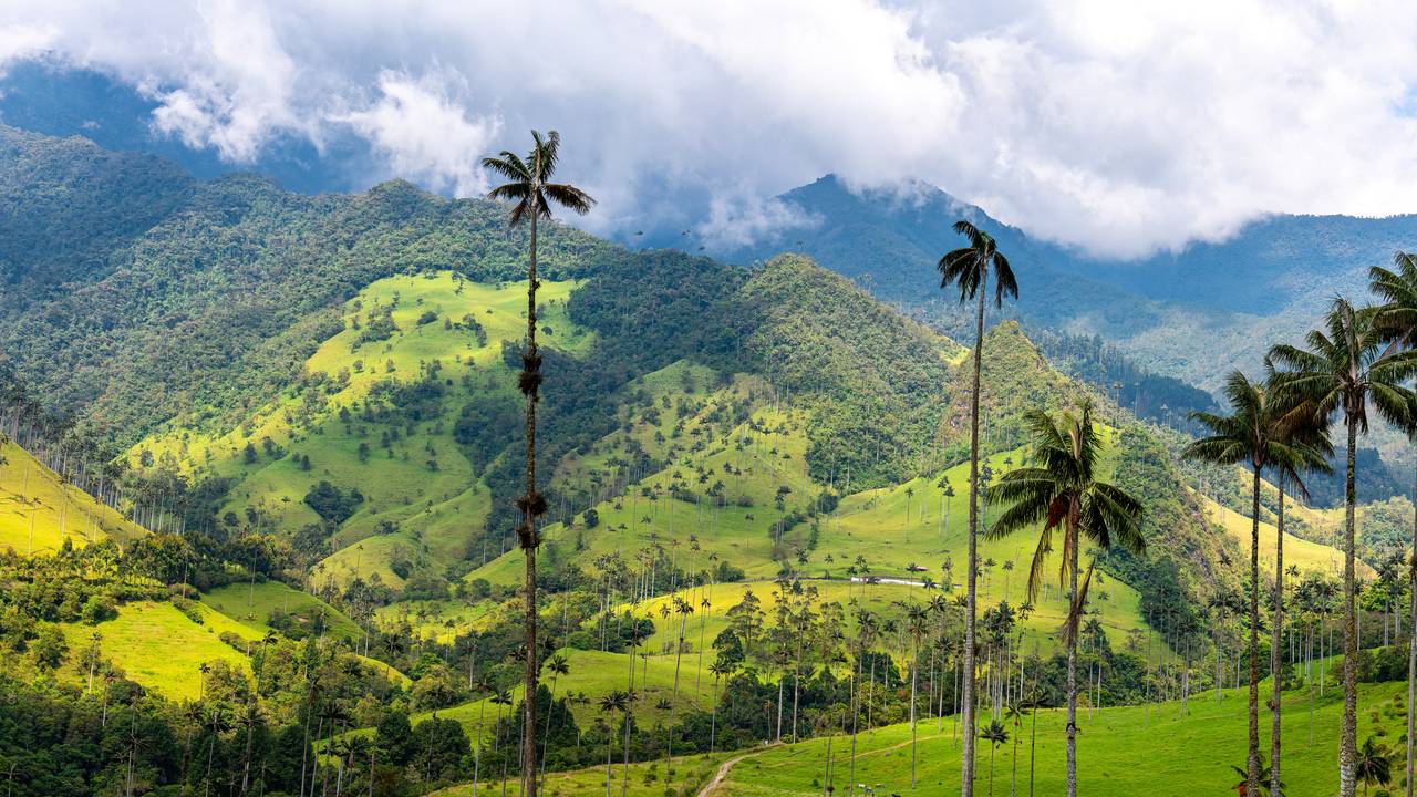 Cocora Valley