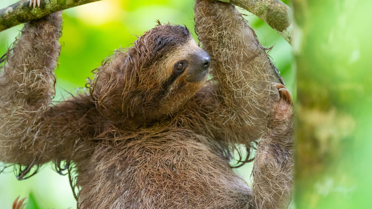 Luiaard in Corcovado National Park