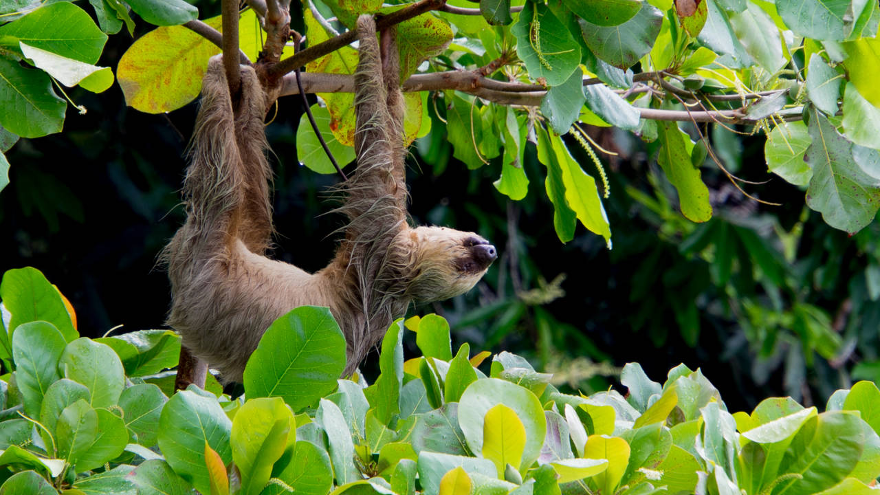 Luiaard in Costa Rica