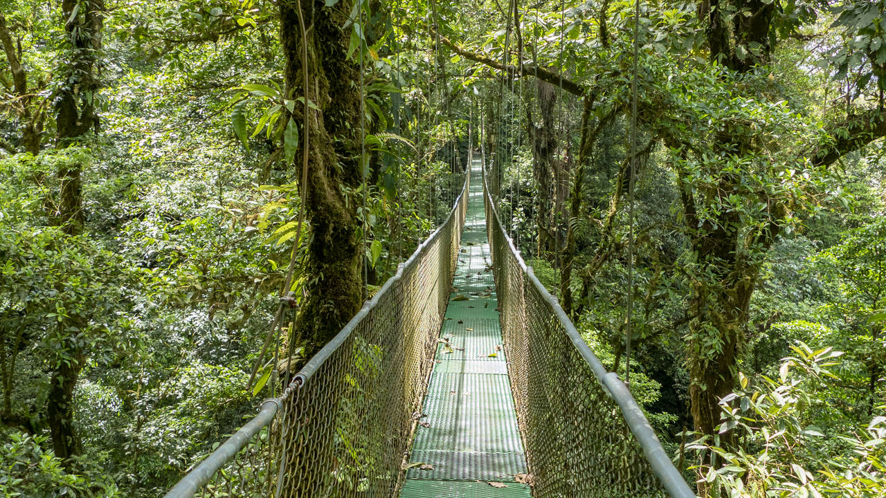 Tussen de boomtoppen lopen in Monteverde