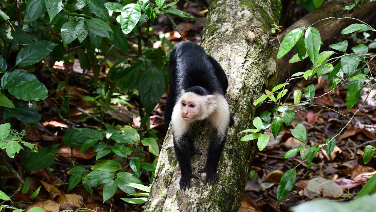 Aapje in Puerto Viejo