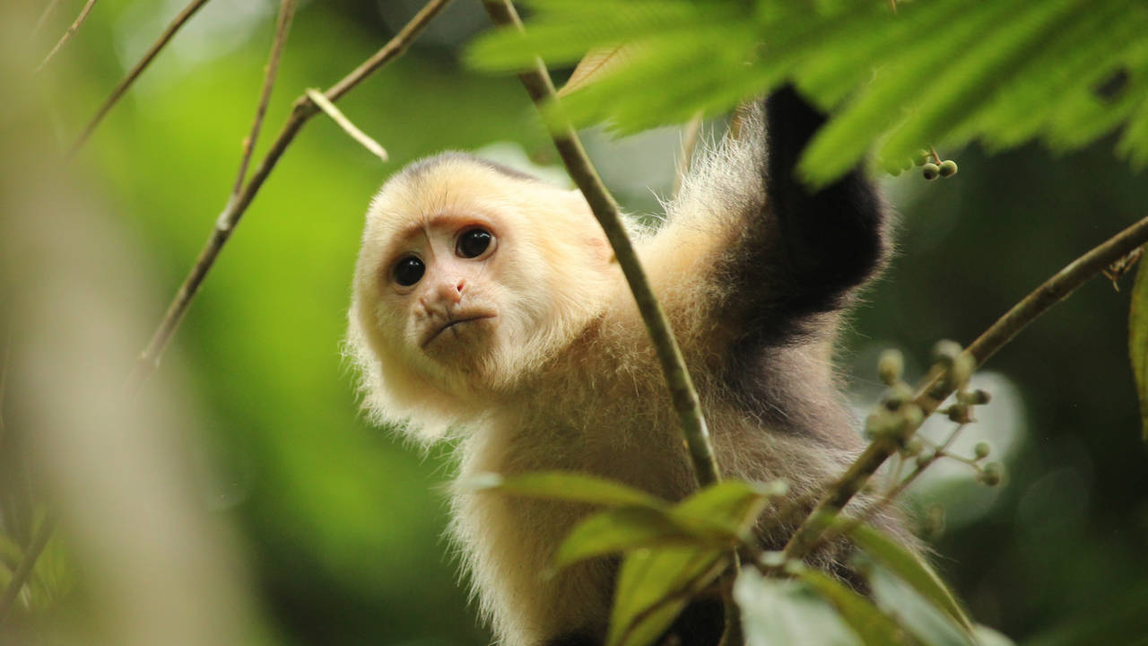 Kapucijnaapje in Tortuguero National Park